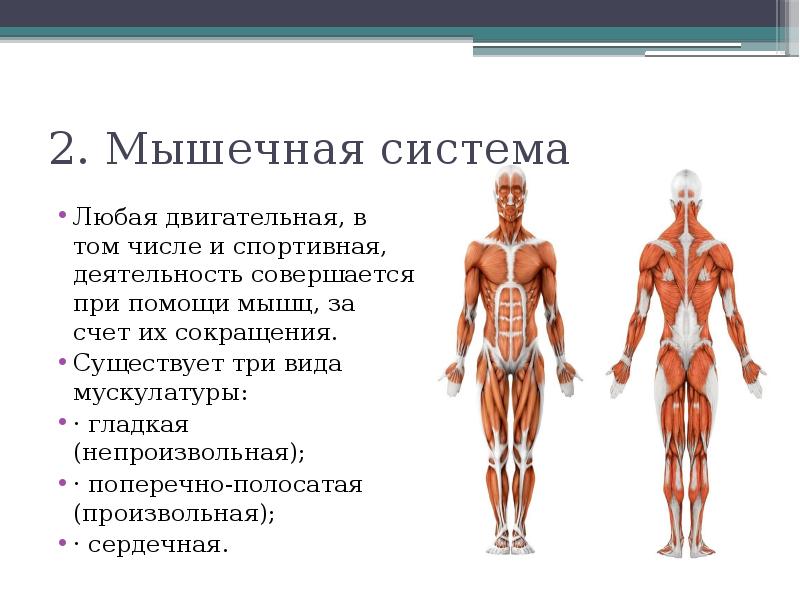 Мышечная система какие органы входят. Мышечная система. Мышечная система органы и функции. Роль мышечной системы.