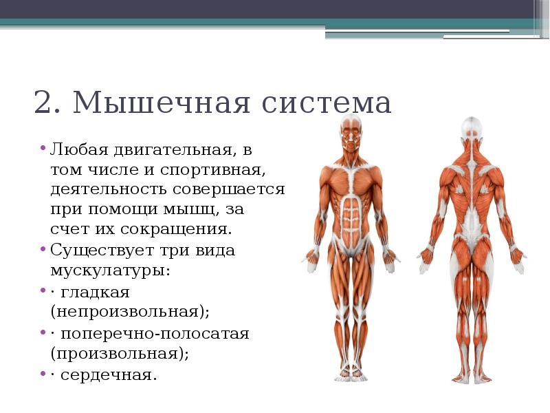 Функциональные системы мышечная система. Мышечная система. Мышечная система органы и функции. Роль мышечной системы.