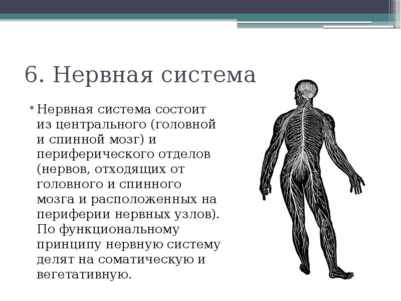 Название органа периферической нервной системы человека. Нервная система из чего состоит схема. Система органов человека нервная система. Центральная нервная система человека. Центральная и периферическая нервная система человека.
