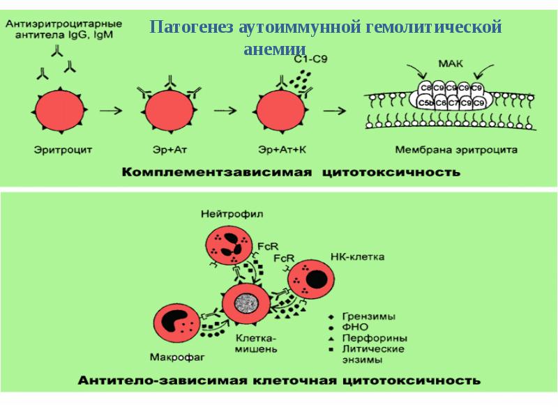 Гиперчувствительность немедленного типа презентация