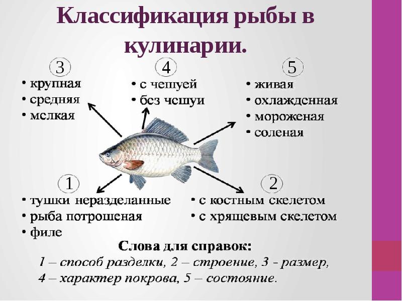 Классификация морепродуктов схема