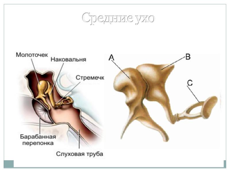 Орган слуха и равновесия презентация гистология