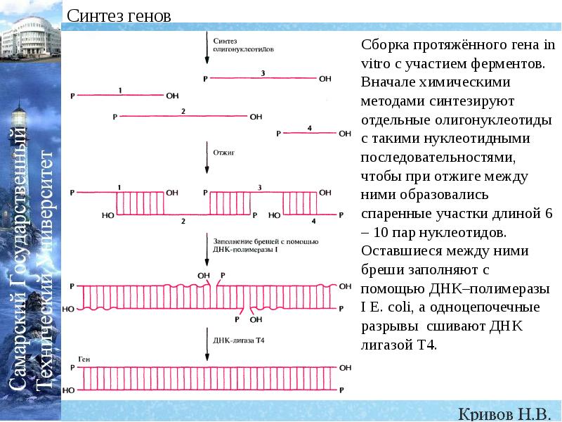 Синтез гена. Химический Синтез Гена. Пути искусственного синтеза Гена. Методы искусственного синтеза генов. Химический способ искусственного синтеза генов.