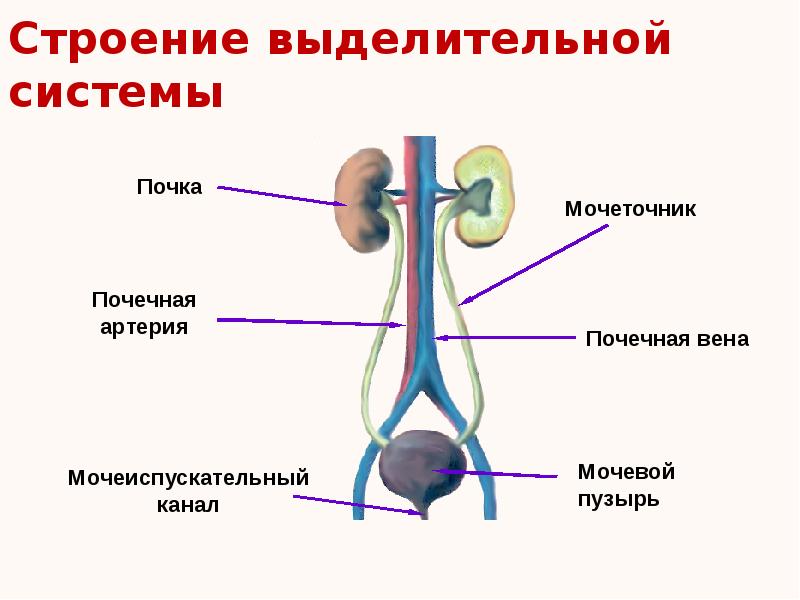 Схема выделительной системы у млекопитающих