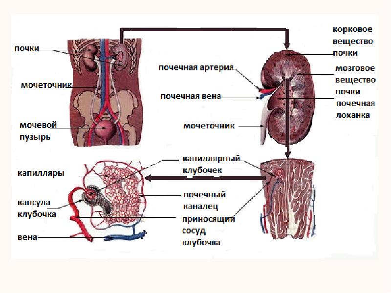 Общий план строения выделительной системы