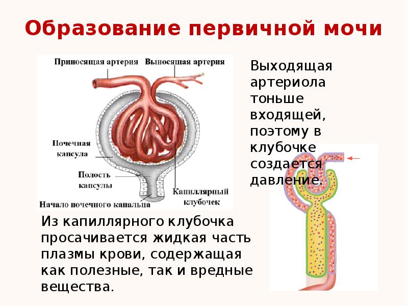 Презентация по биологии выделительная система 8 класс