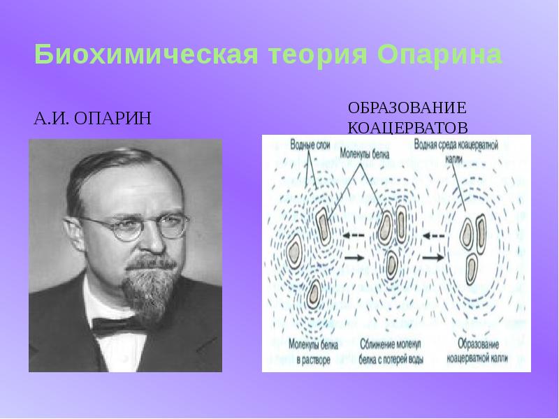 Коацерваты это кратко. Коацерватная гипотеза. Опарин коацерваты. Коацерватная теория Опарина.