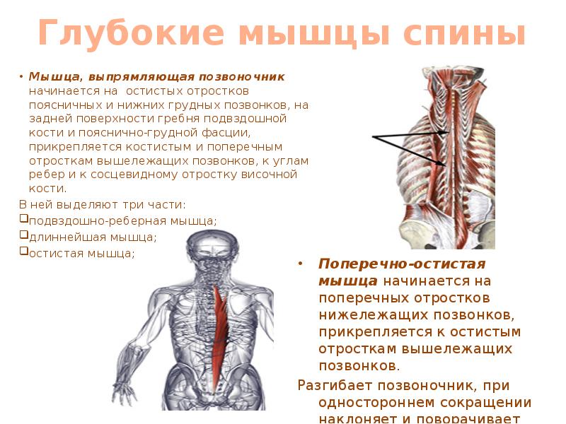 Поперечно остистая мышца m Transversospinalis