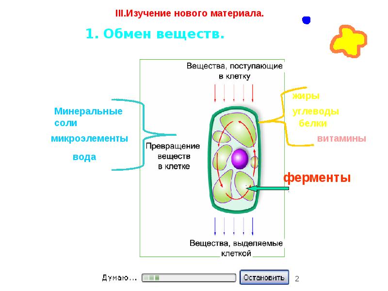 Выделение клетки. Обмен веществ и энергии в клетке схема. Процесс обмена веществ в клетке. Схема метаболизма клетки. Обмен веществ и превращение энергии в клетке схема.