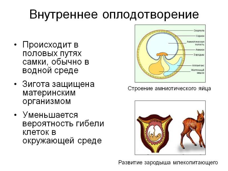 Презентация размножение и развитие млекопитающих 7 класс фгос пономарева