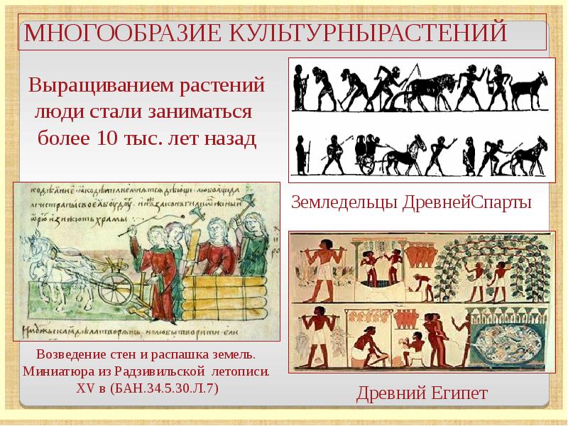 История окультуривания дикорастущих растений человеком презентация