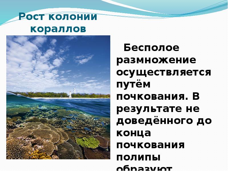 Расскажите как образуется колония коралловых полипов