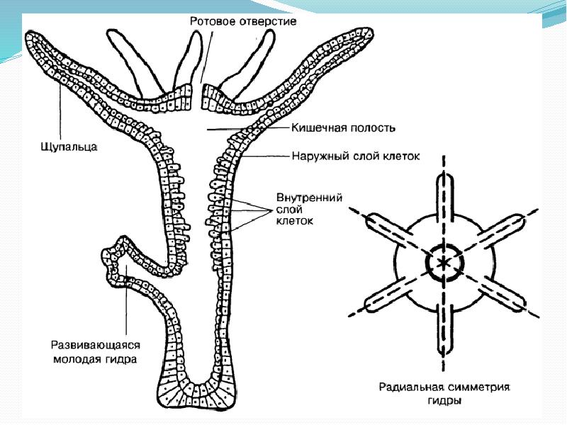 Клетки кишечнополостных рисунок
