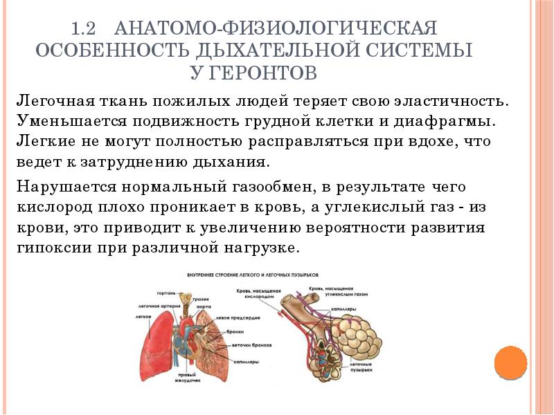 Презентация анатомо физиологические особенности пожилых людей