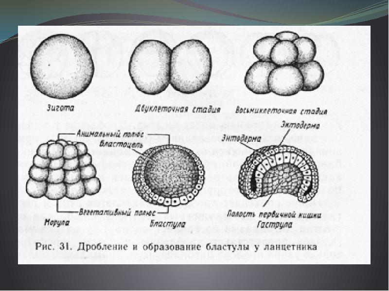 Процесс дробления. Морула бластула. Зигота морула бластула. Морула бластула бластоцель. Онтогенез зигота морула бластула.