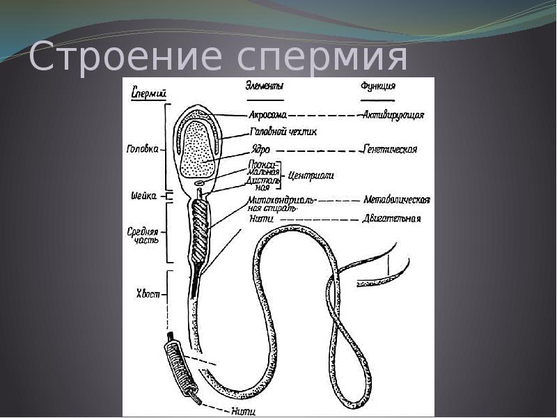 Спермий. Спермий человека схема. Строение спермия. Анатомическое строение спермия. Строение сперматозоида человека.