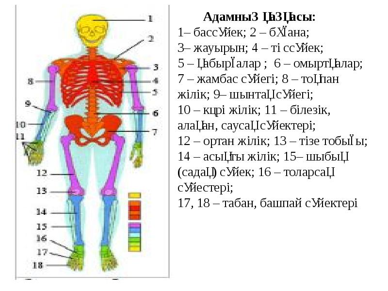 Адам анатомиясы презентация