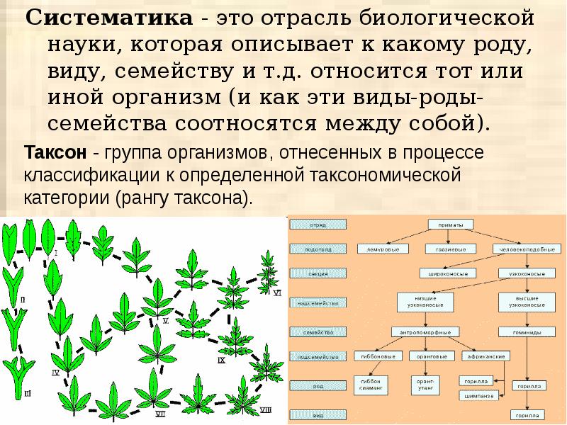 Многообразие органического мира презентация 11 класс биология