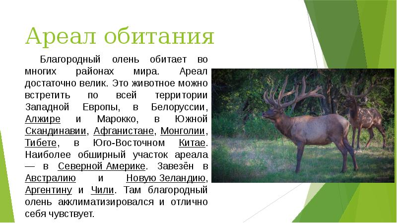 северный олень в тундре. олень презентация. заполните таблицу питание животных 6 класс благородный олень. северный олень презентация. презентация северный олененок.