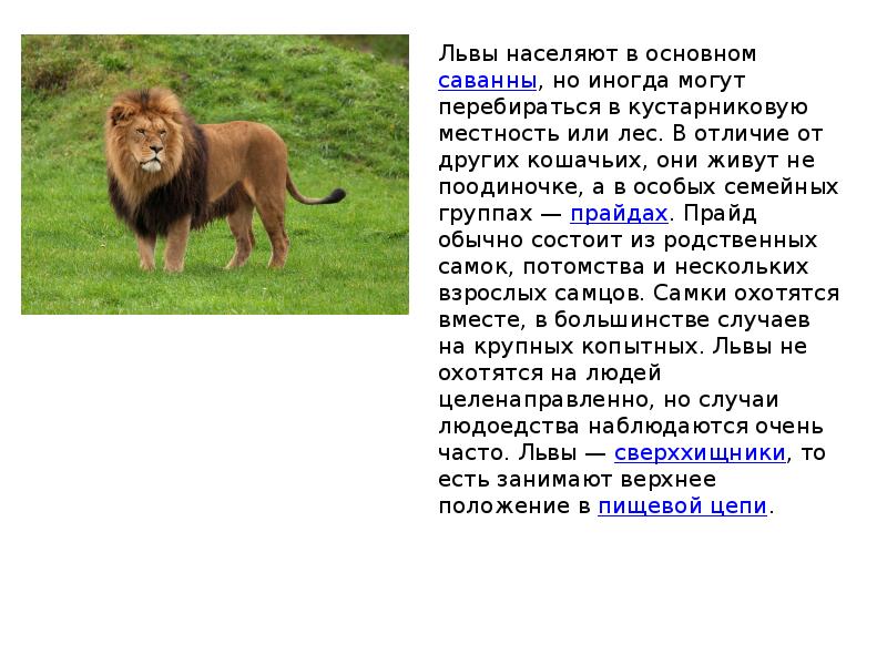 Информация про льва