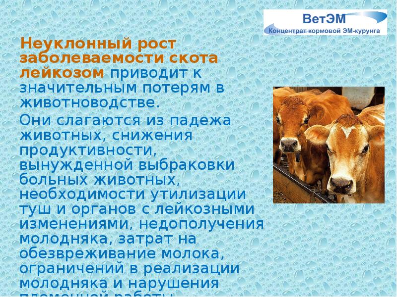 Неуклонный рост заболеваемости скота лейкозом приводит к значительным потерям в животноводстве. Неуклонный рост заболеваемости скота лейкозом приводит к значительным потерям в животноводстве.