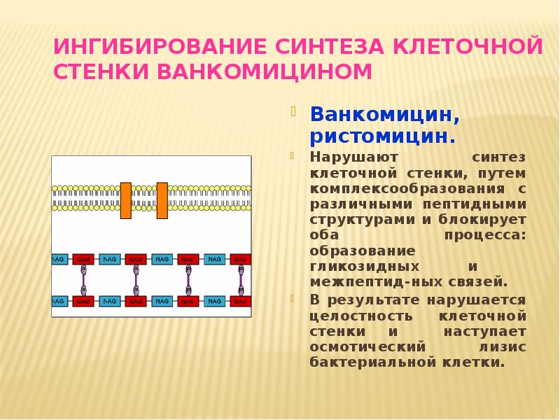 Клеточный синтез