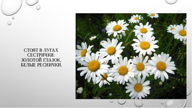 стоят в поле сестрички желтый глазок белые реснички. загадка стоят в лугах сестрички золотой глазок белые реснички. загадка про ромашку. стоят в поле сестрички желтый глазок белые реснички. глазки золотые белые реснички.
