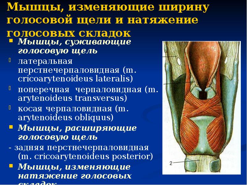 Гортань и глотка презентация