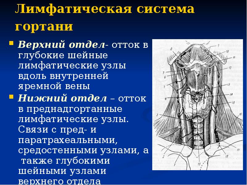 Верхние лимфатические узлы. Наружные яремные лимфоузлы. Верхние яремные лимфоузлы. Нижние яремные лимфоузлы. Шейные яремные лимфоузлы.