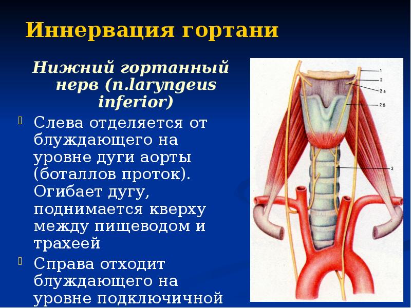 Гортань презентация анатомия