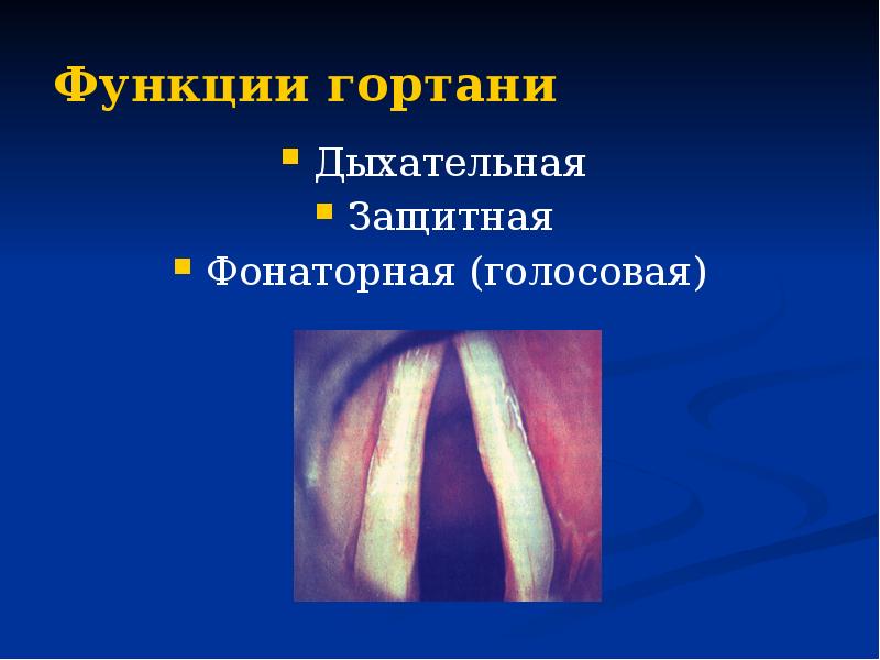 Гортань и глотка презентация