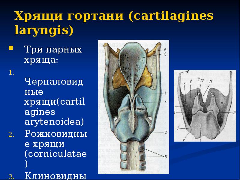 Грушевидный синус гортани анатомия фото