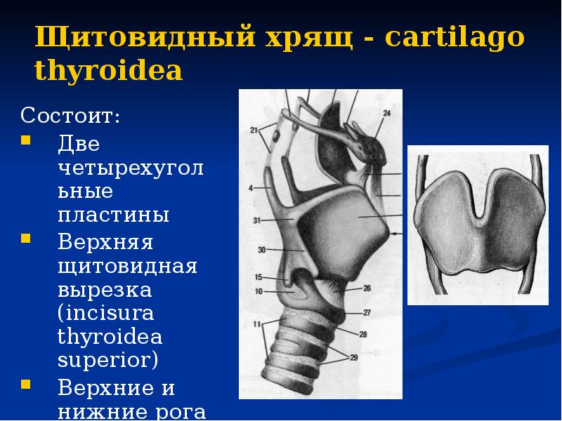 Гортань кт анатомия. Верхний Рог щитовидного хряща. Щитовидный хрящ строение анатомия. Щитовидный хрящ гортани анатомия.