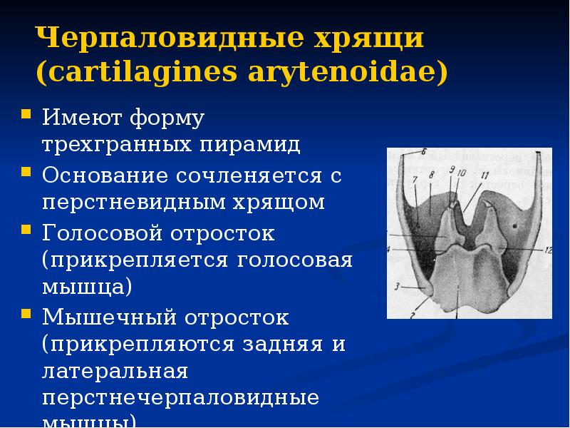 Функции надгортанного хряща в организме человека