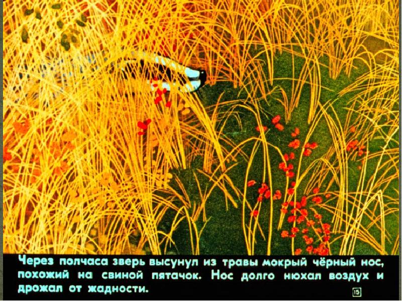 К. Из зарослей вылез маленький барсук разбор предложения. Рисунок к рассказу барсучий нос. Зверь высунул из травы мокрый черный нос похожий на свиной пятачок. Через полчаса зверь высунул мокрый черный.