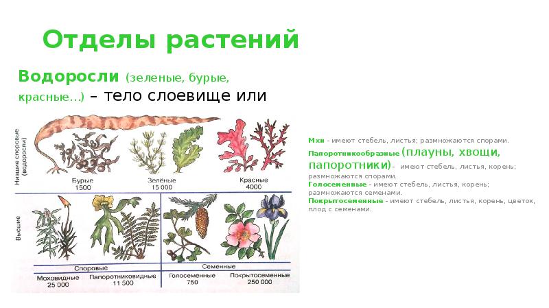 Тело представлено слоевищем группа растений