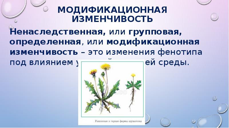 2 модификационная изменчивость. Модификационная изменчивость одуванчика. Модификационная изменчивость у ромашки. Модификационная изменчивость у растений. Примеры модификационной изменчивости у растений.