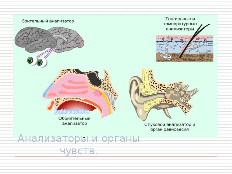 Органы чувств и анализаторы