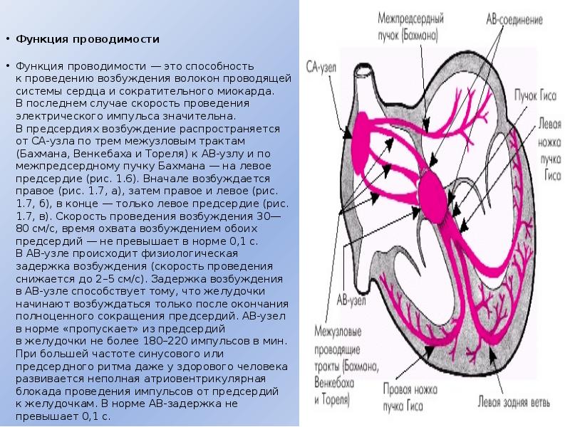 Схема распространения возбуждения по миокарду