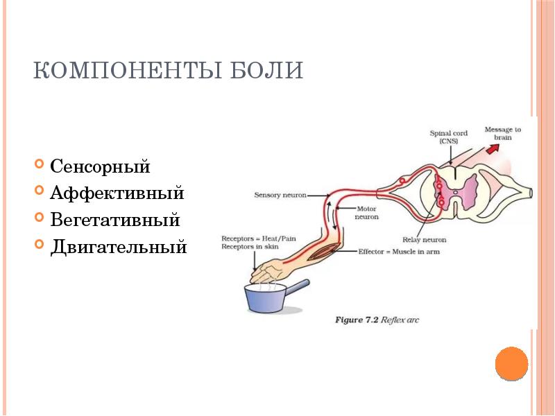 Центральные механизмы ноцицепции презентация