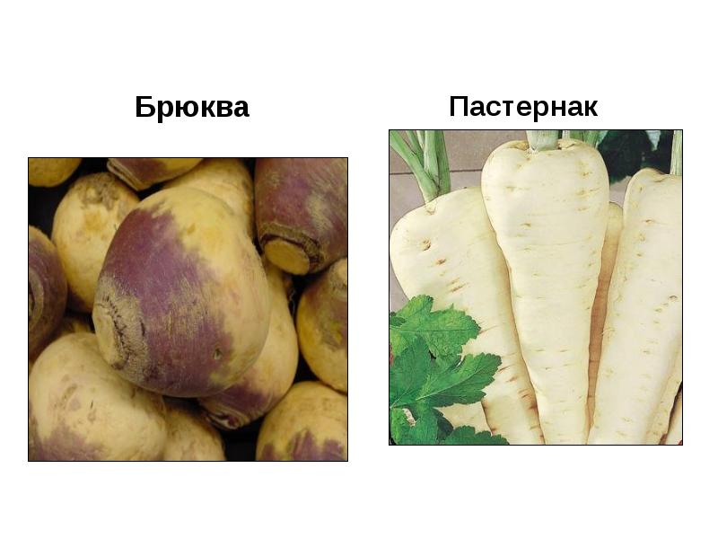 Что такое турнепс фото и описание