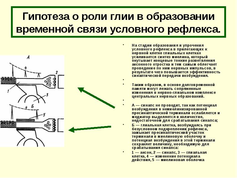 Видо временная связь. Процесс сохранения временных связей. Упрочение это. Что происходит с условным рефлексом если временная связь разрушается.