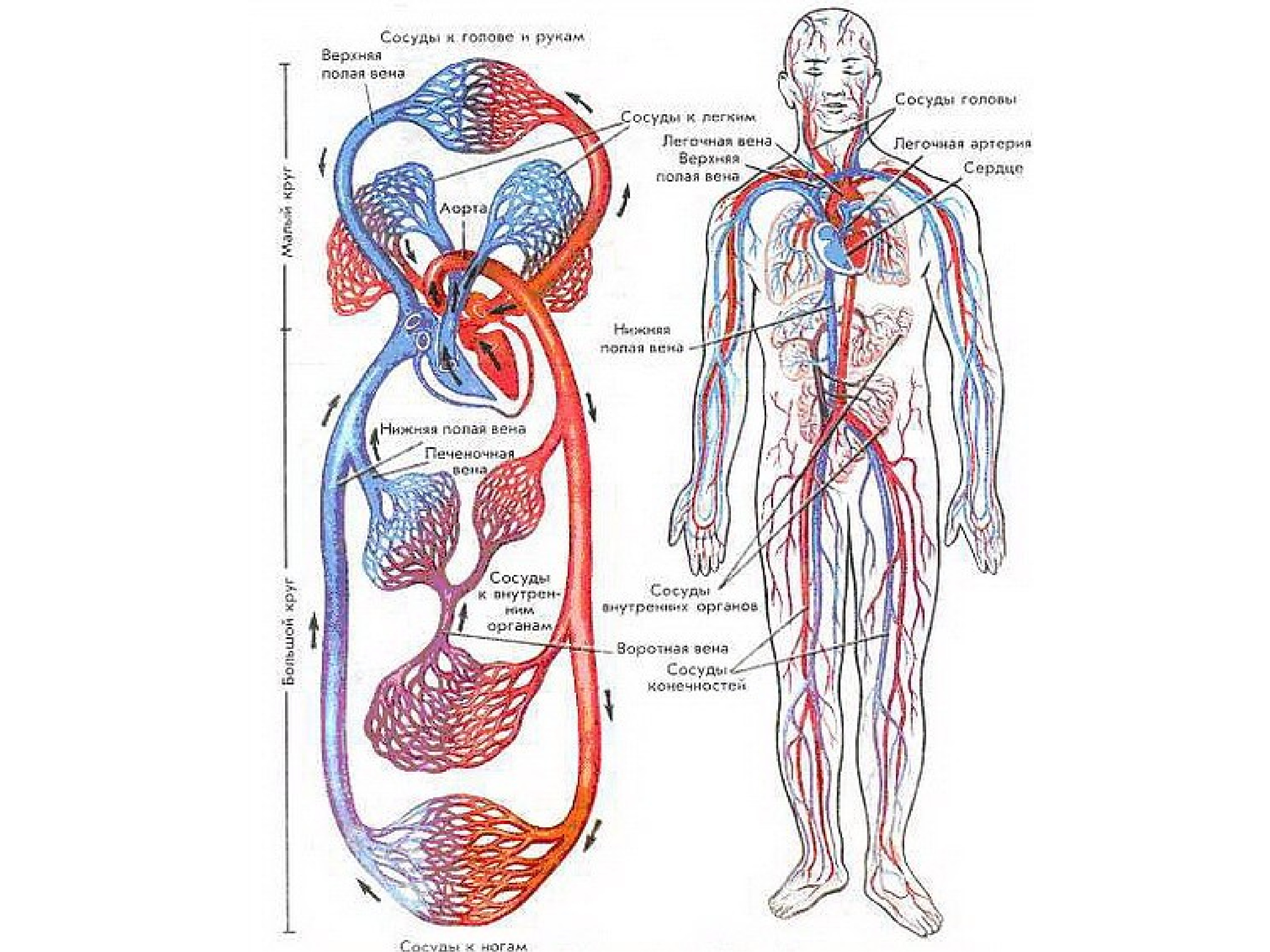 Сердечно-сосудистая система анатомия схема