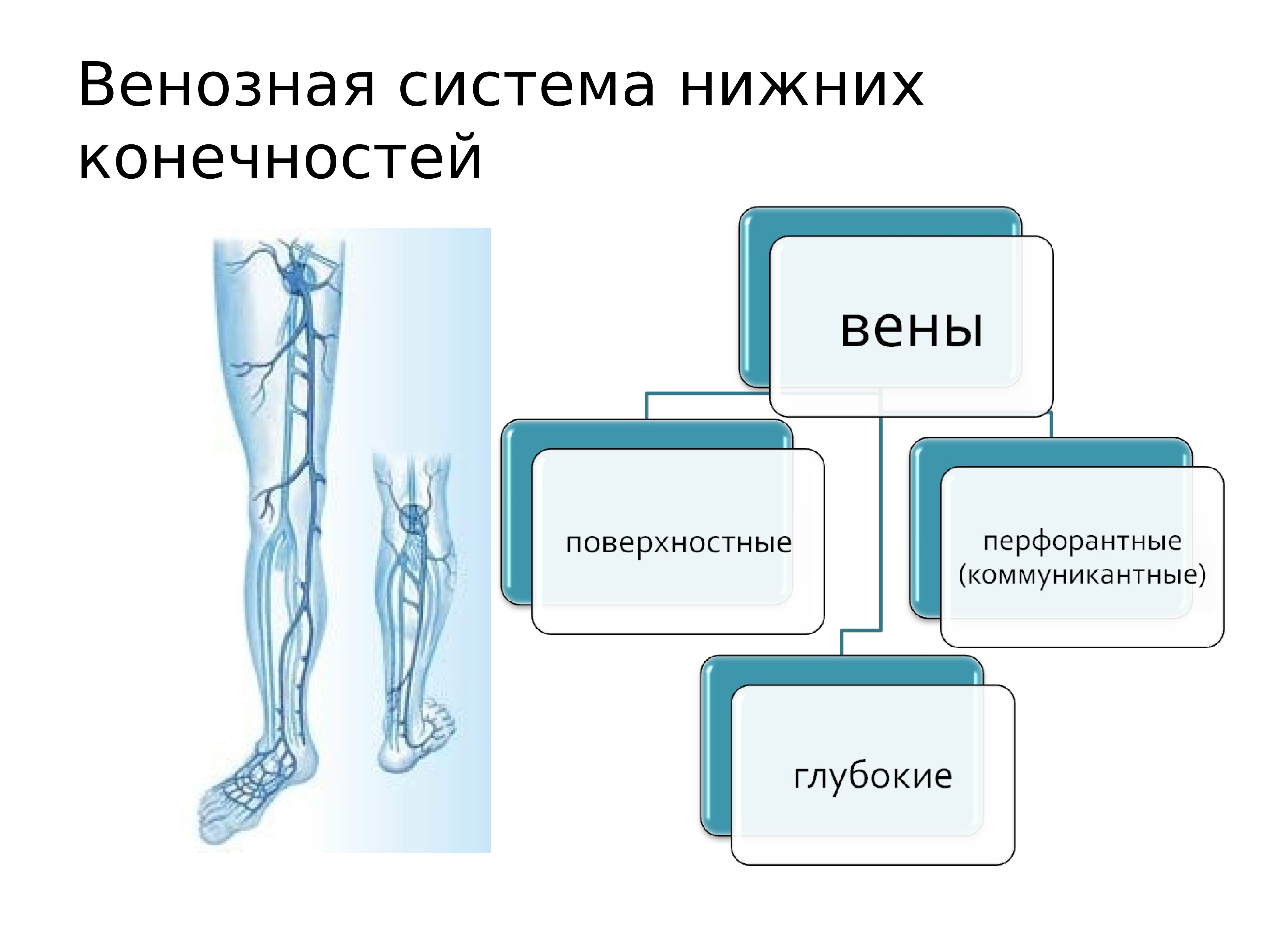 Презентация на тему лфк при заболеваниях сердечно сосудистой системы