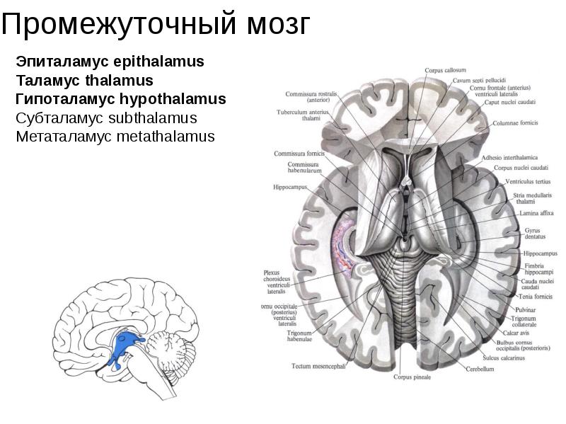 Функция таламуса в головном мозге. Промежуточный мозг таламус. Функции таламуса схема. Строение головного мозга таламус. Мозг анатомия таламус.