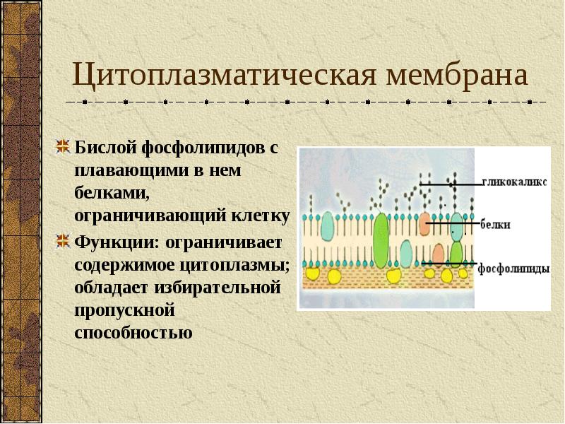 Общий план строения цитоплазматической мембраны