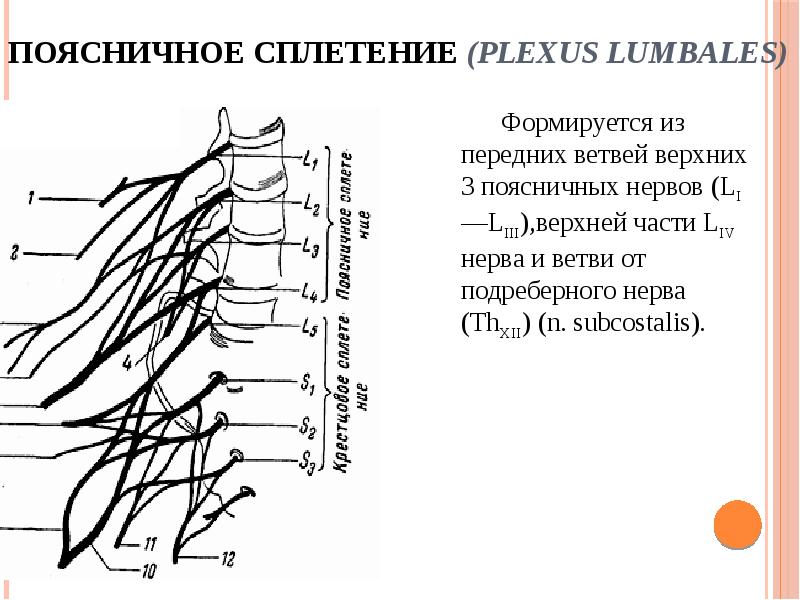 Крестцовое сплетение картинки