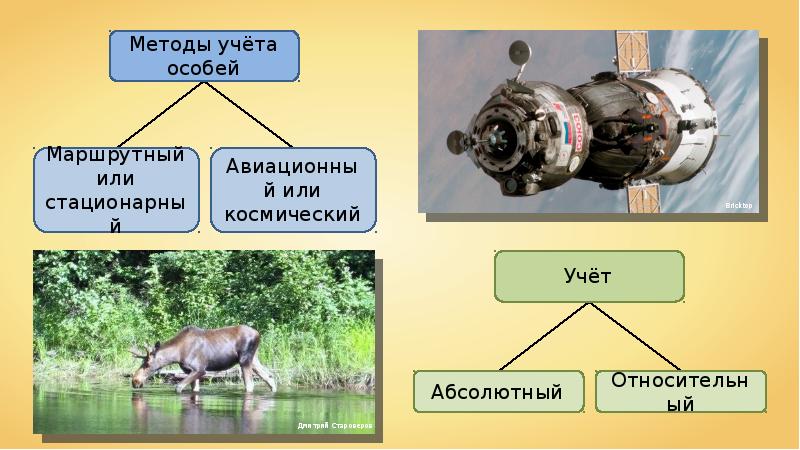 Маршрутный способ. Законы России об охране животных.