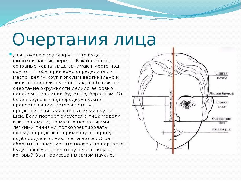 Примерно определить. Черты лица очертания. Схема зоны подбородка. Лицо окружность для рисунка портрет. Ширина подбородка.