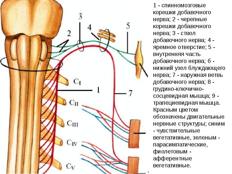 Добавочный нерв схема